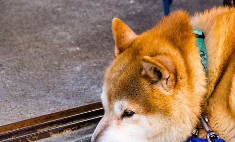 秋田犬和柴犬哪個好？
