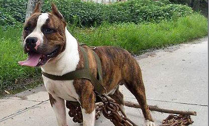 斯塔福犬為啥養(yǎng)的都后悔