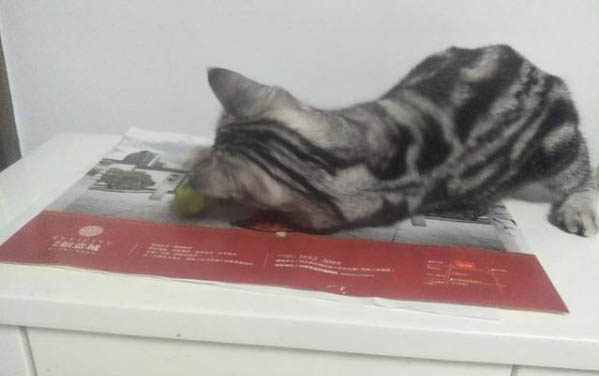 怎樣喂養剛滿月的小貓咪