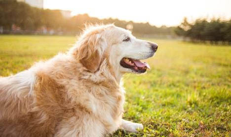 金毛得犬瘟多久算治好