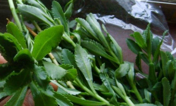 狗狗的剃毛技巧