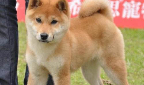 日本柴犬突然不愛吃東西的原因是什么