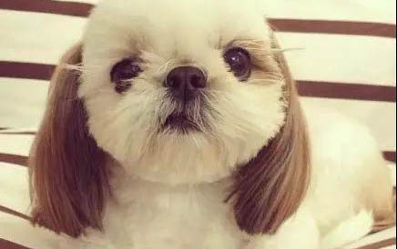 狗狗發燒有哪些癥狀