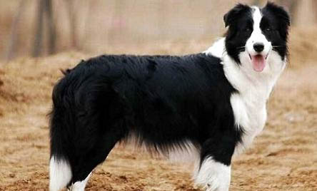 選購英國古代牧羊犬時要注意什么