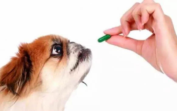 狗狗中暑的危險期有多久