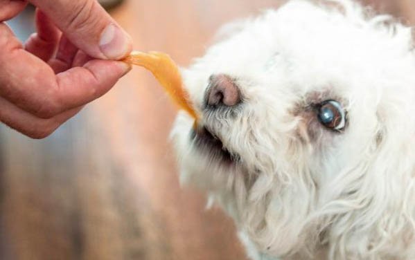 小狗一般得了犬瘟和冠狀還能活多久