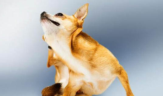 寵物犬智商排名