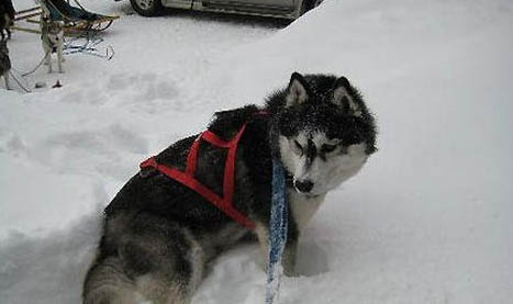 雪橇犬包括哪些？