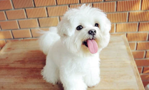棉花面紗犬哪里有賣