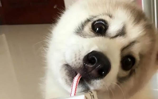 小狗到處亂拉屎拉尿怎么辦