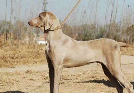 田野小獵犬身上長癬怎么治