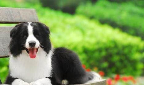 狗狗多久做一次體外驅(qū)蟲