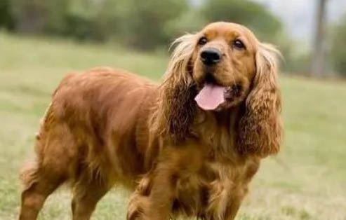 黑色可卡犬犬多少錢一只