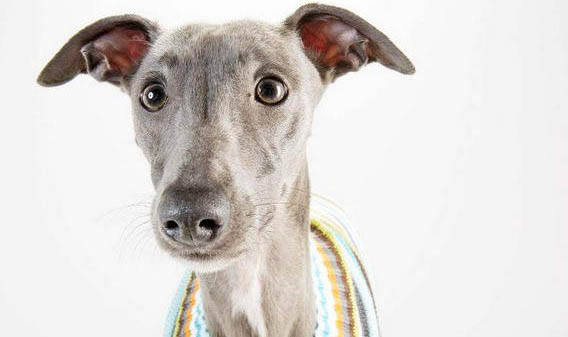 惠比特犬與細狗的區(qū)別