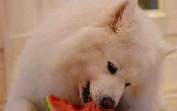 狗狗肚皮里面有硬疙瘩