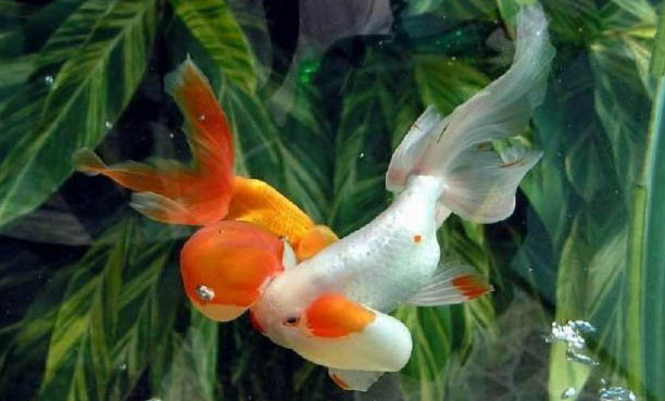 金魚的飼養方法有哪些