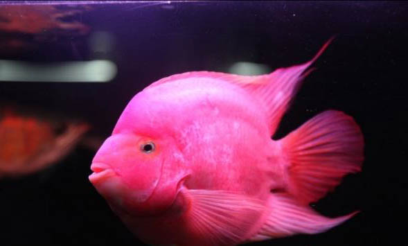 能和金魚混養的小型觀賞魚有哪些