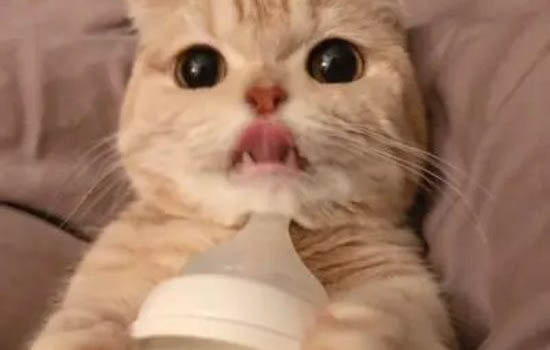哪種貓不掉毛又好養呢?
