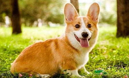 柯基犬容易掉毛嗎