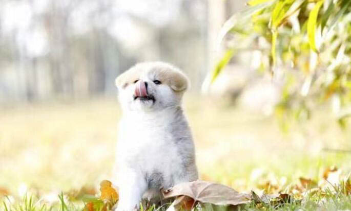 幼犬每天喝多少羊奶粉