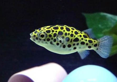 孔雀魚冬天為什么不用加熱棒