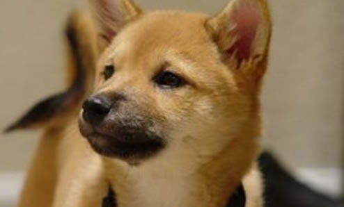 如何照顧生病的幼犬?