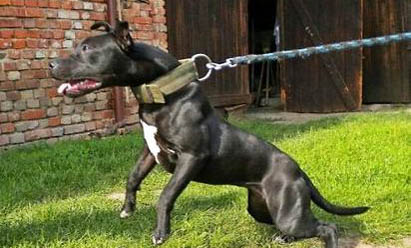 比特犬和藏獒哪個厲害?