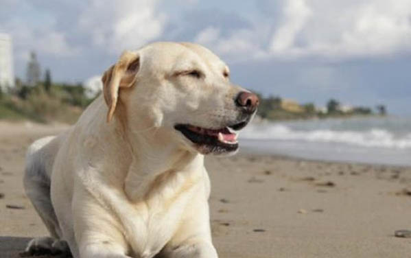 美國水獵犬的起源和歷史