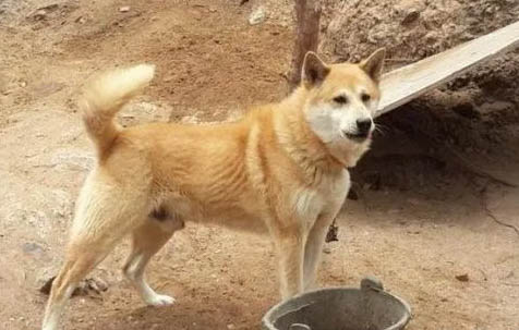 狗吊為什么大