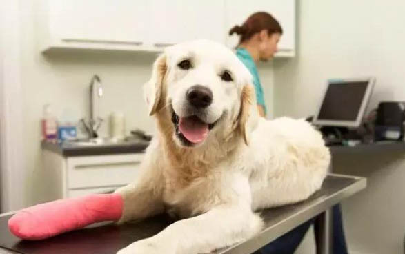 狗狗尿毒癥有哪些癥狀