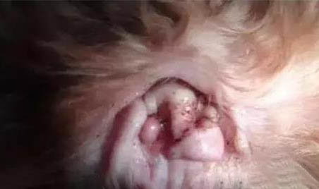 狗狗耳朵發炎會有什么癥狀