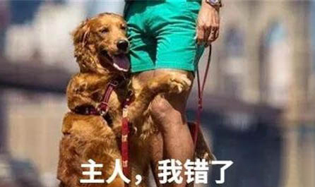 哪些品種的狗狗比較可愛