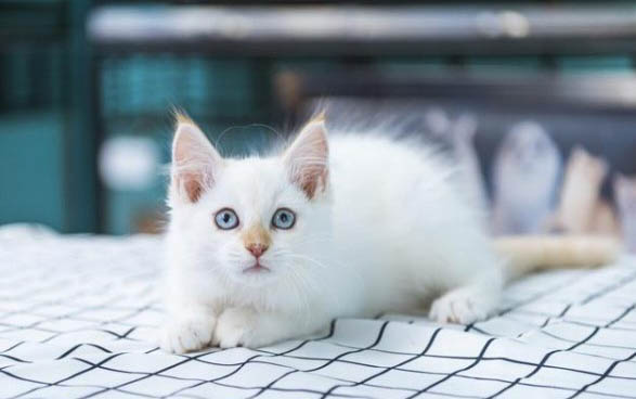 小貓吐了是什么原因引起的