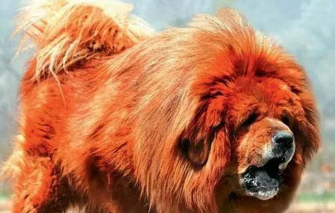 藏獒為什么不能當警犬