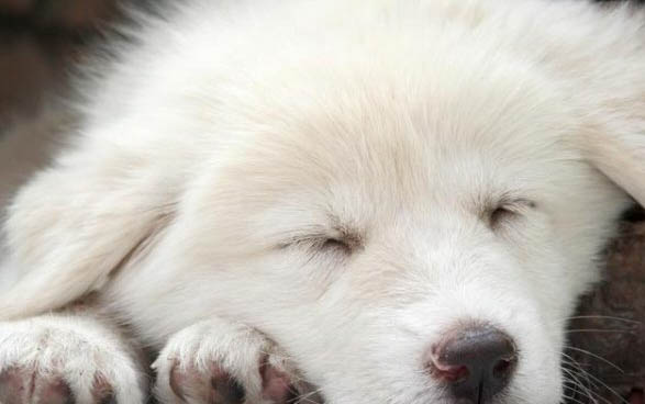 狗狗吃涼的拉肚子怎么辦