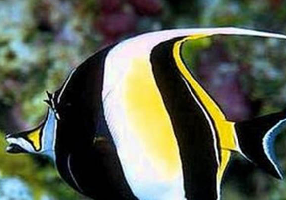 野釣鯽魚怎么調漂最好