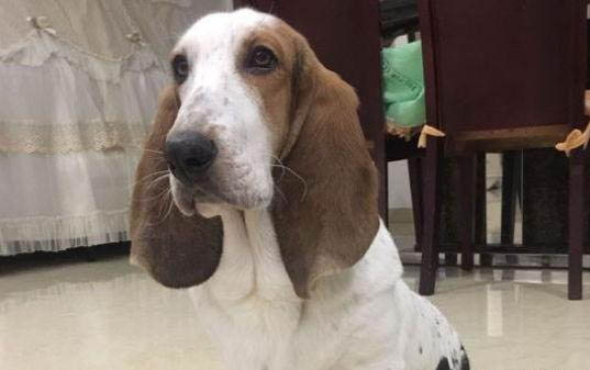 怎么治療狗狗的淚痕