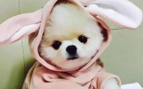 貓耳朵里有白色蟲子該怎么辦