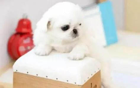 大概多大狗狗開始訓練大小便