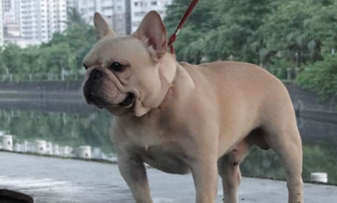 狗爪子抓傷要打針嗎？