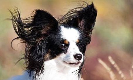 蝴蝶犬需要陪伴嗎