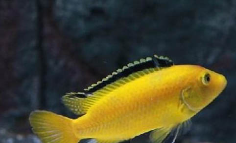 井水養魚怎么處理水
