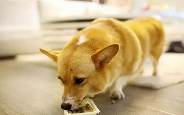 狗狗尿道口有黃綠色的膿