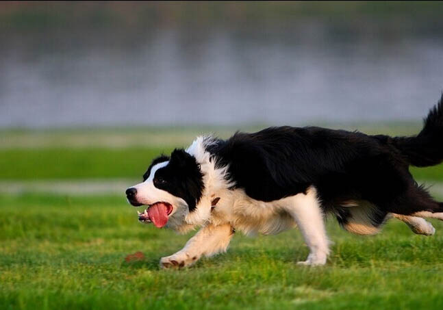 邊境牧羊犬有多聰明