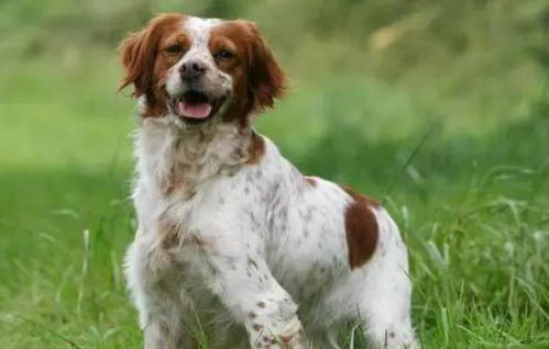 博伊金獵犬眼睛有眼屎的原因及處理方法