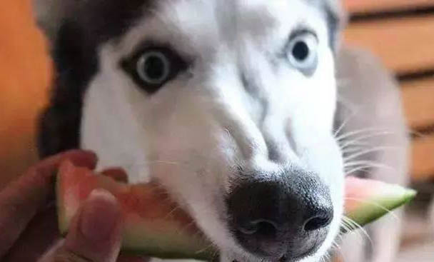 狗崽死了多久狗媽媽會忘掉