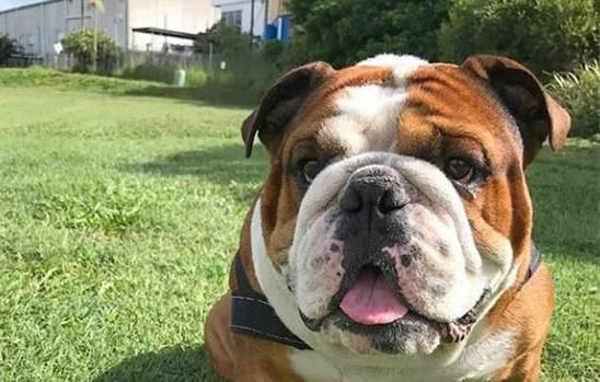 英國斗牛犬產后十天可以洗澡嗎