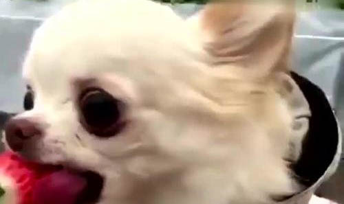 吉娃娃和小鹿犬哪個好養