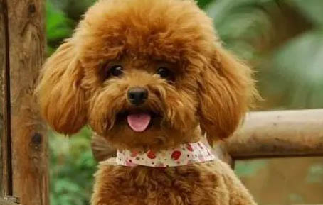 狗狗攜帶狂犬病毒能活多久？