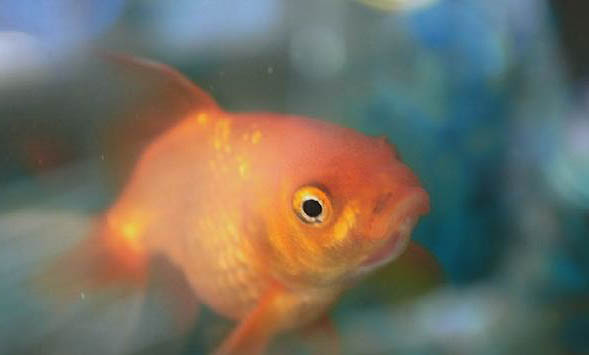 家庭養(yǎng)金魚的注意事項(xiàng)有哪些